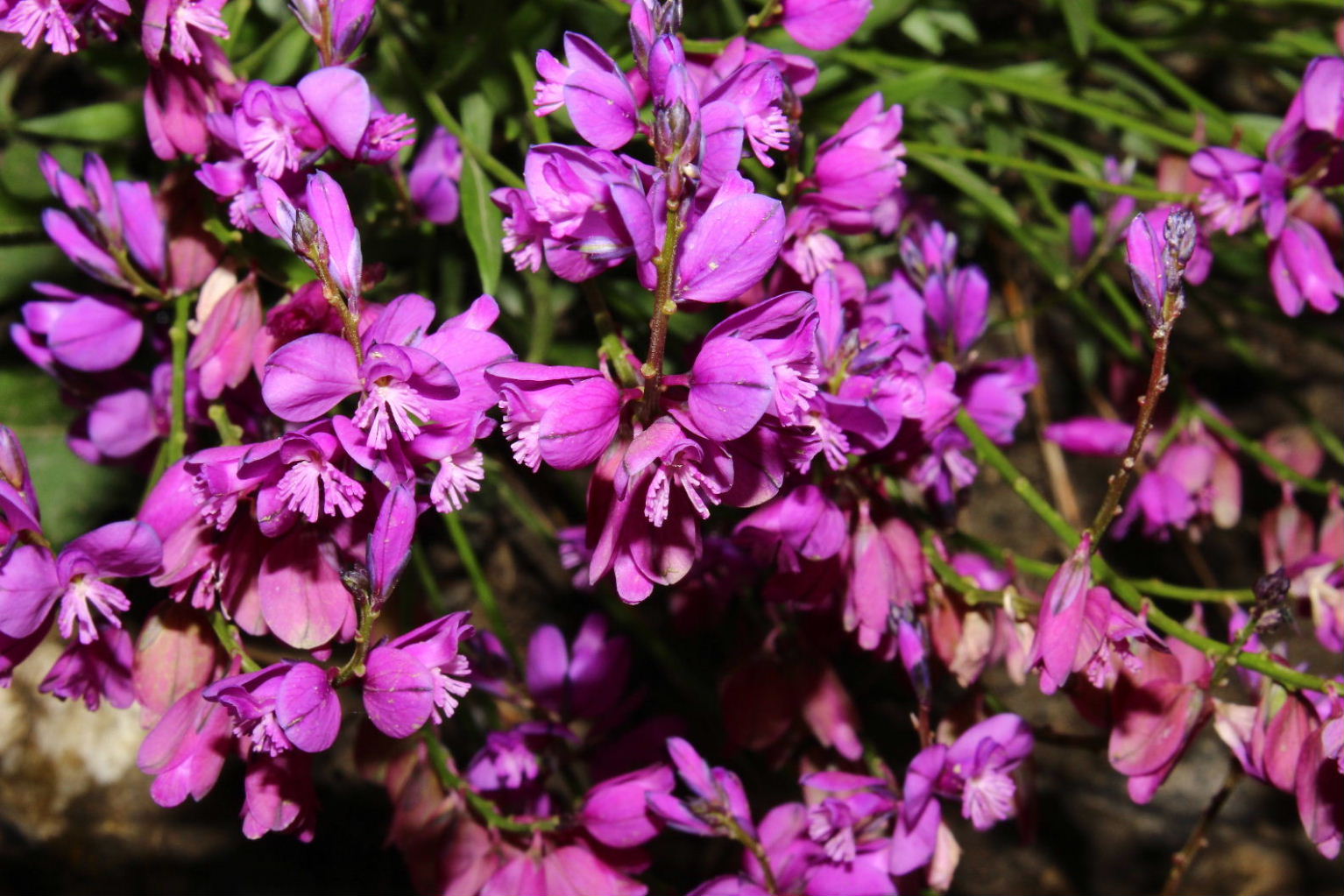 Polygala da determinare ?